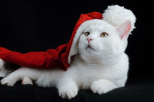 Cute Christmas Cat