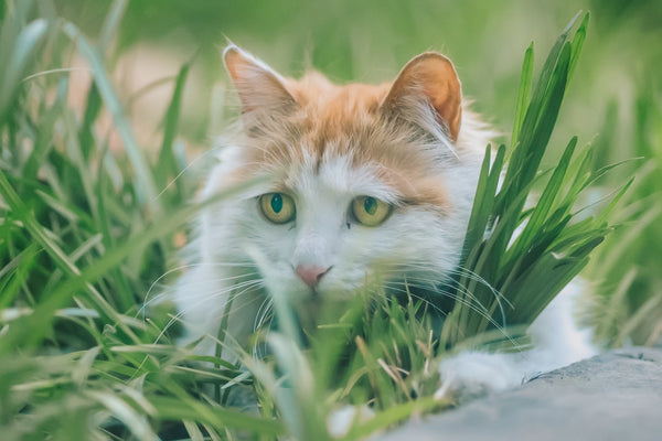 dealing with smelly cat poop