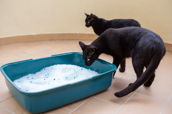 two cats sharing a litter box