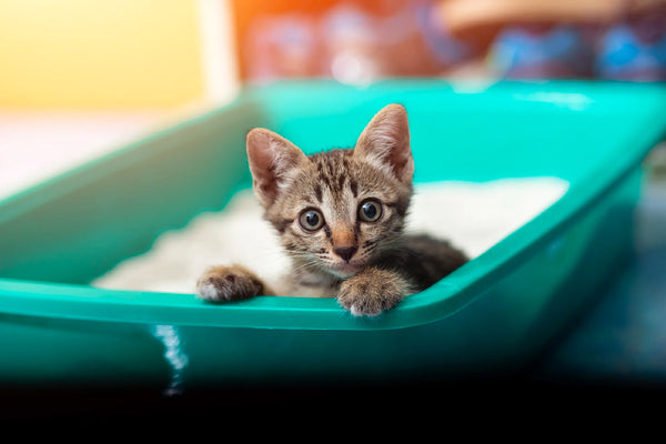 Cat Sitting Inside the Litter Box