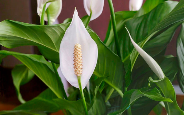 peace lily toxic for cats