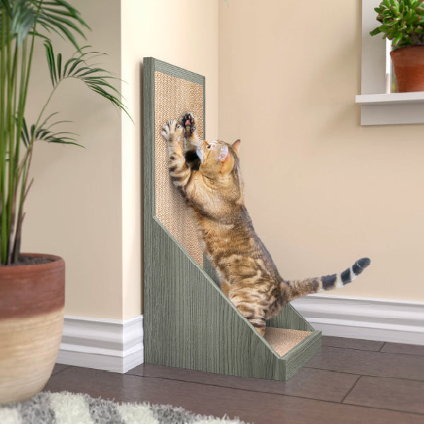 Cat Sitting Inside the Litter Box