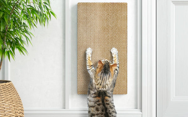 scratchpad for cats