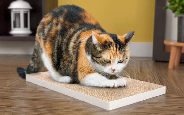 scratchpad toy for cats
