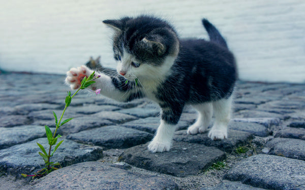 plants safe for cats