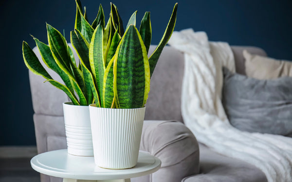 snake plant toxic for cats