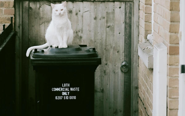 trash can and cats