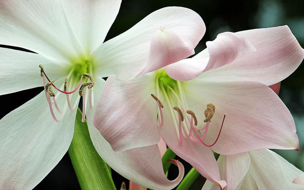 Amaryllis toxic for cats