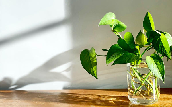 Pothos toxic for cats