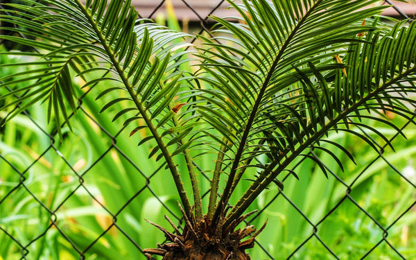 sago palms toxic for cats