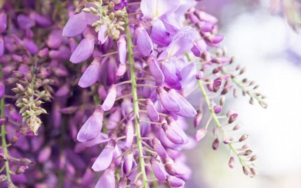 Wisteria toxic for cats