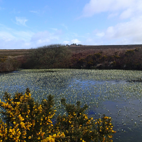 Gorse flowers and a large pond filled with budding flowers