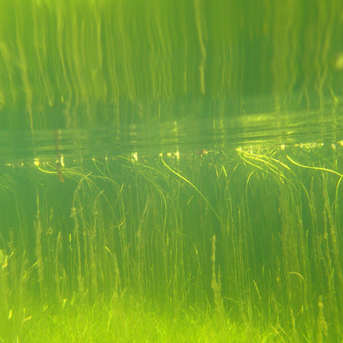 Underwater image of plant life