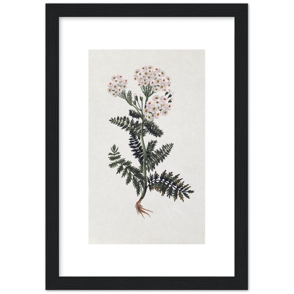 "Yarrow - Herbarium" with wooden frame