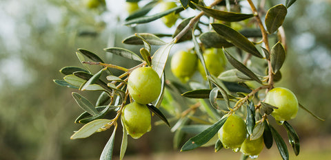 olives that promotes healthy cholesterol level