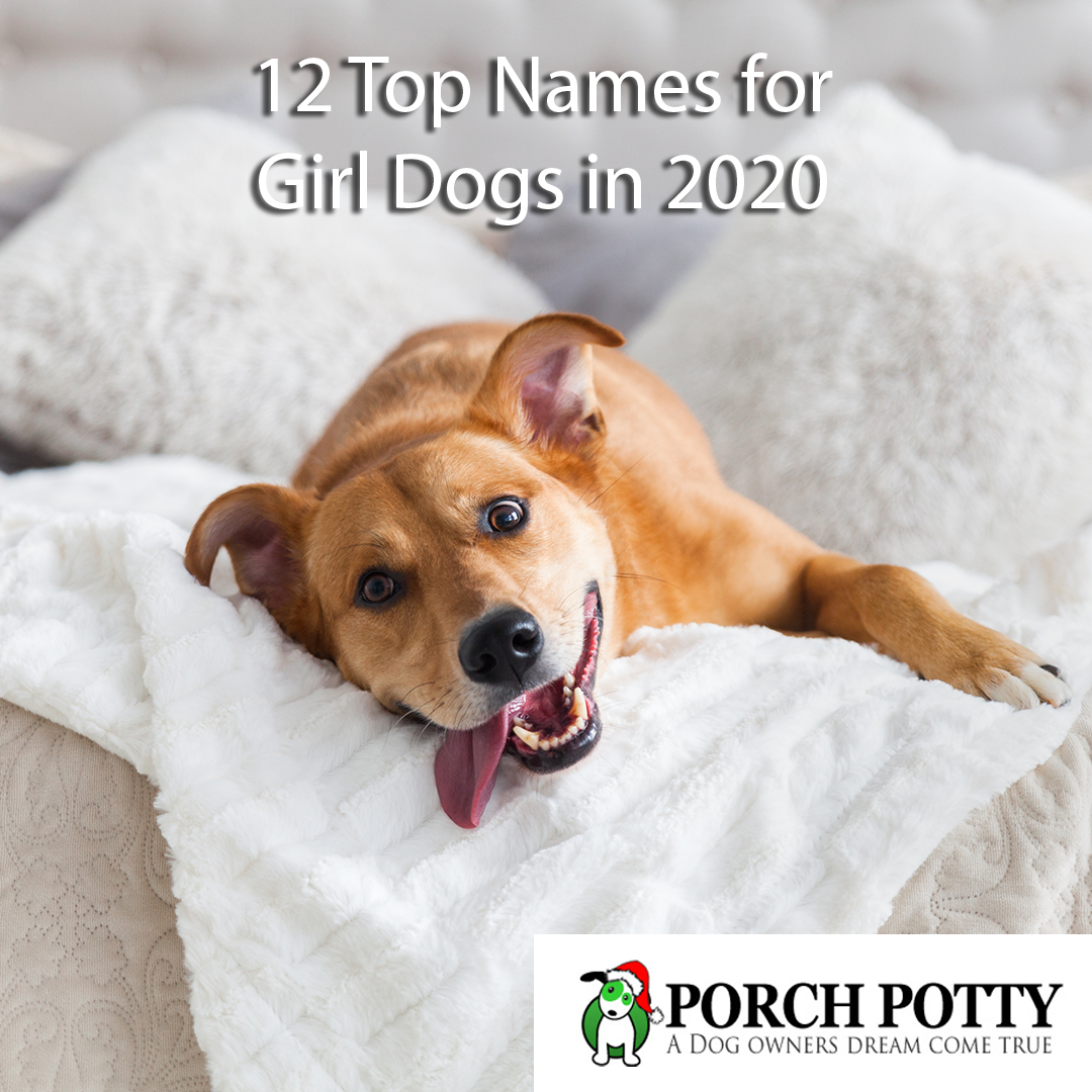 12 Top Names for Girl Dogs in 2020 – Porch Potty Australia