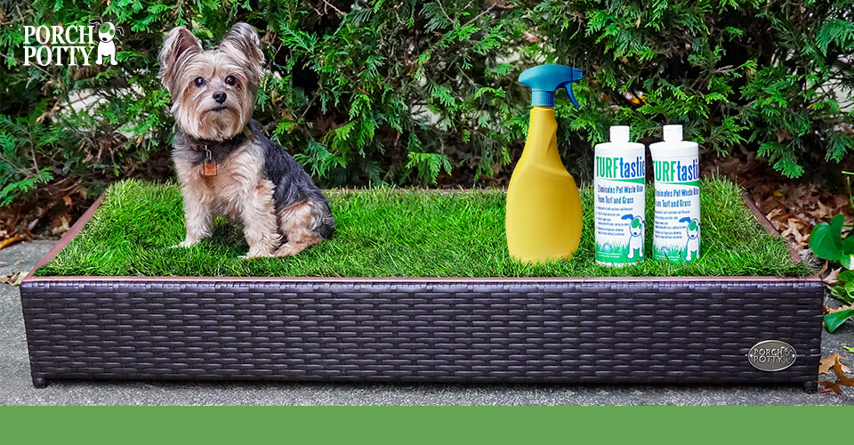 A Yorkshire Terrier sits on a Porch Potty beside a bottle of Turftastic Odour Eliminator