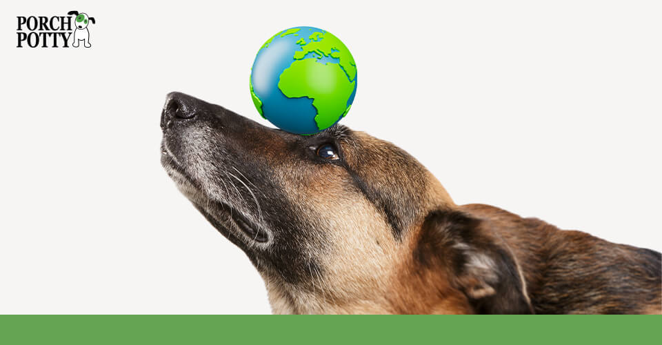 A German Shepherd balances an Earth ball on its forehead