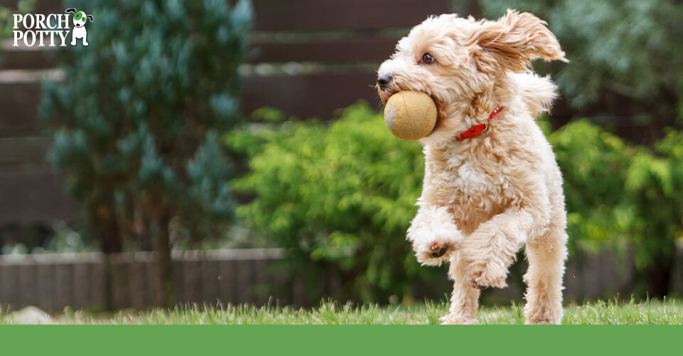 A fluffy dog runs with a tennis ball in its mouth through the back yard