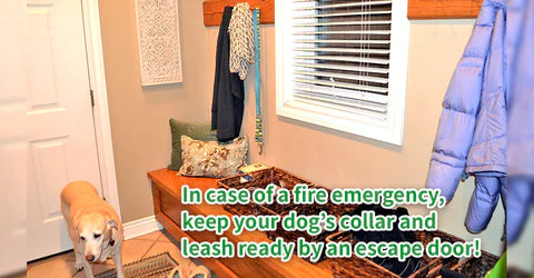 A yellow Labrador Retriever stands by a door