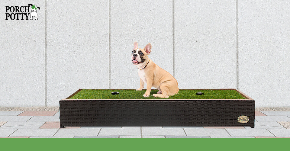 A Pug puppy sits on a Porch Potty Premium