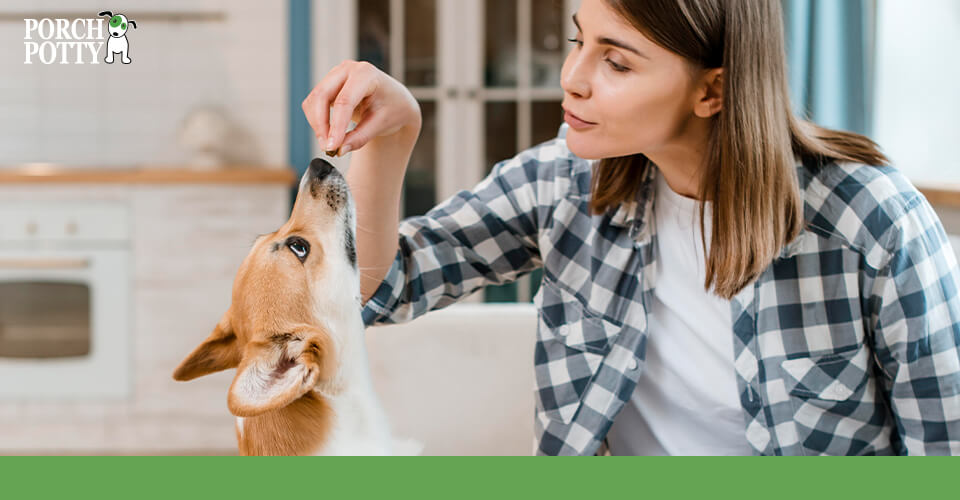 A young woman offers a treat to her Corgi puppy