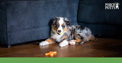 An Australian Shepherd puppy