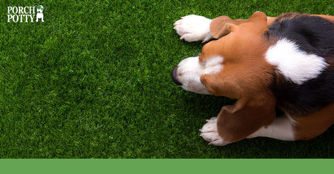 A Beagle puppy lays down on artificial turf