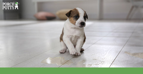 A baby puppy sits beside a puddle