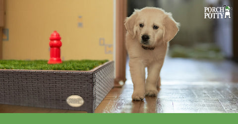 A puppy walks by a Porch Potty set up inside