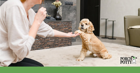 A cocker spaniel shakes its owner's paw