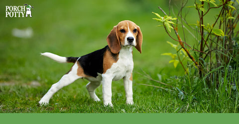 A Beagle puppy stands in its own yard