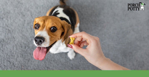 A Beagle puppy sits for a treat