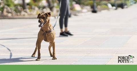 A tan dog takes a walk with its owner on a hot day