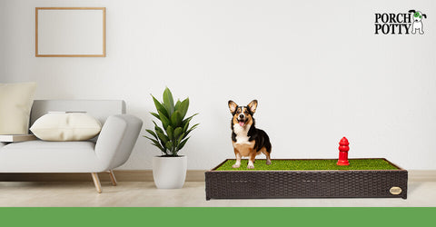 A Corgi stands on a Porch Potty in a den