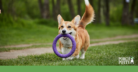 A Corgi plays with a large purple chew ring outside