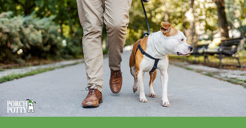 A pet owner takes his dog for a walk