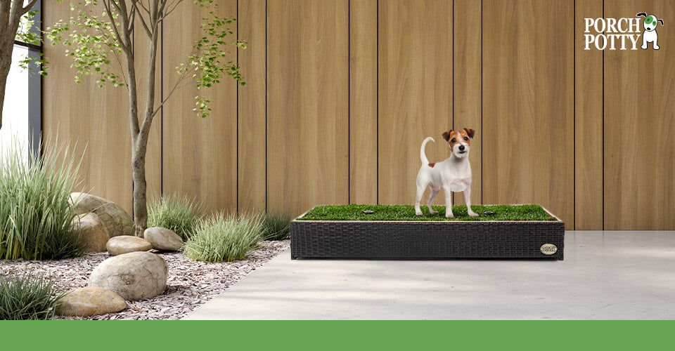 A Jack Russell Terrier stands on a Porch Potty situated on a patio