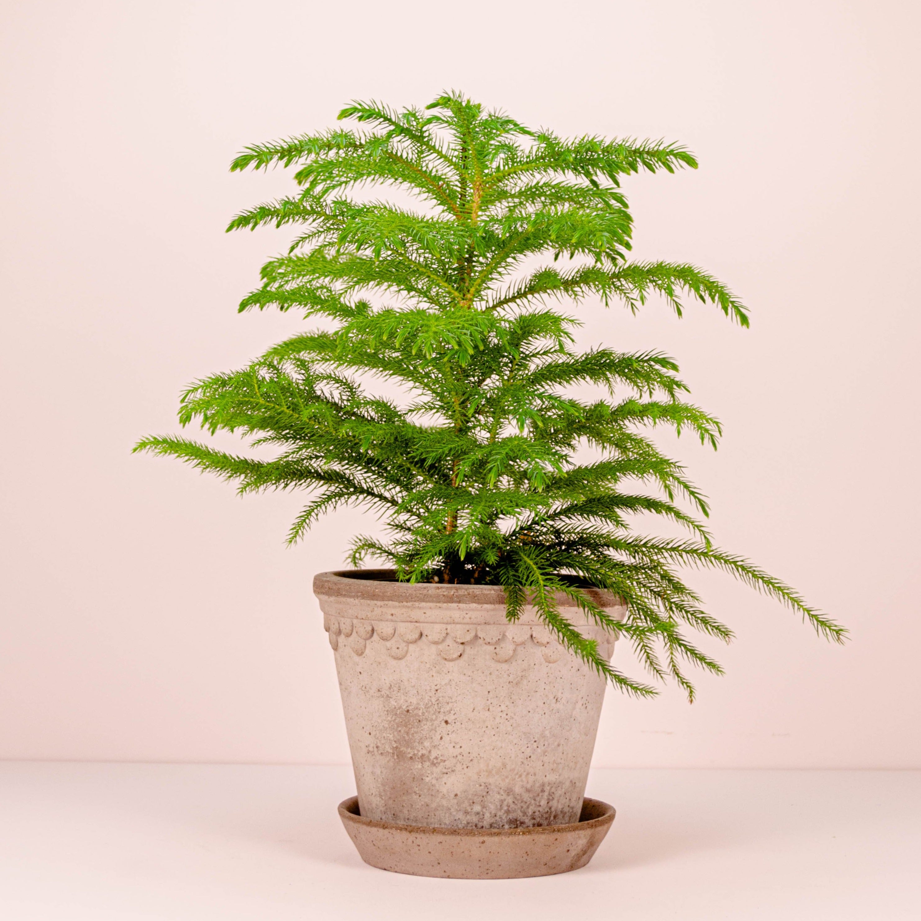 Norfolk Island Pine The Botanary