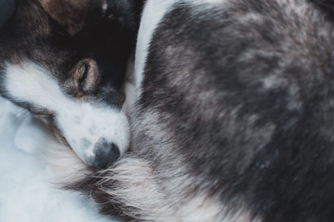 What Can I Give My Dog For Pain Relief?