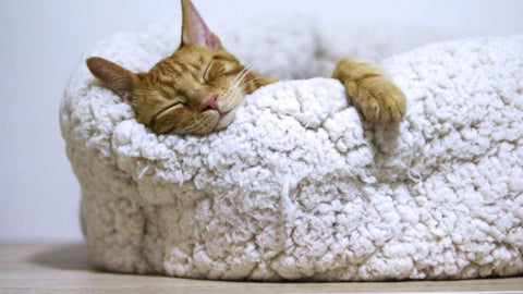 Vomiting in Cats: Everything You Need to Know