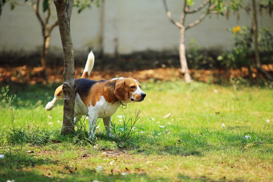 dog-peeing-from-anxiety-how-to-stop-submissive-urination-dutch