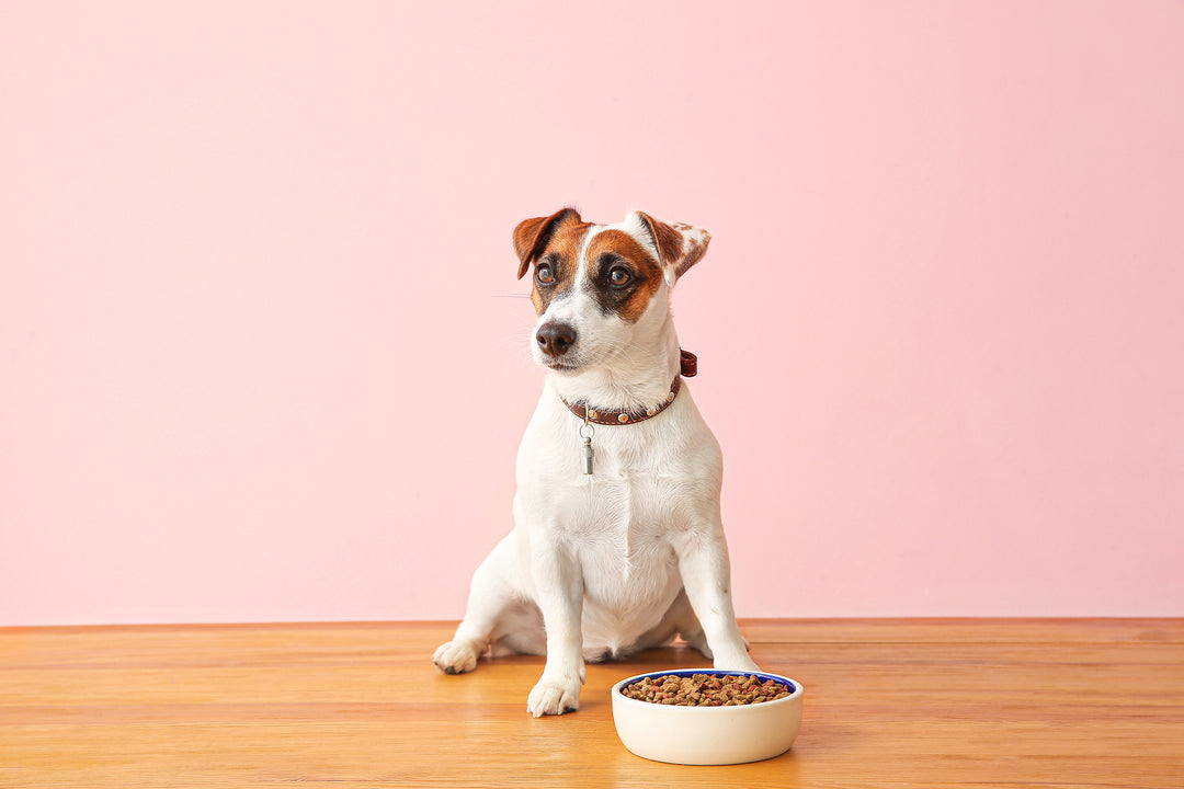 can dog food cause skin allergies