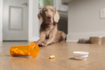 is acetaminophen safe for dogs