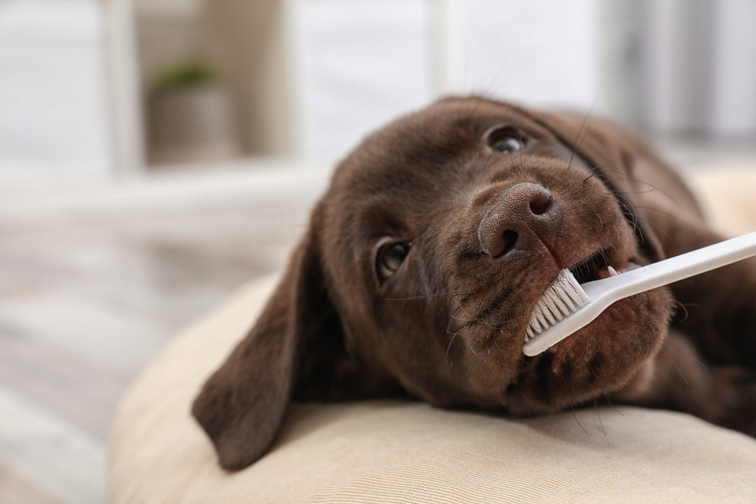 what antibiotics can dogs take for tooth infection