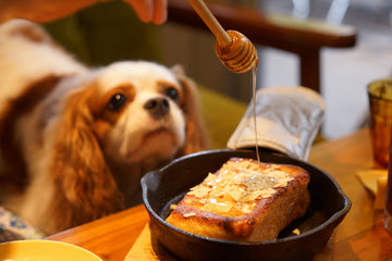 can you feed dogs toast