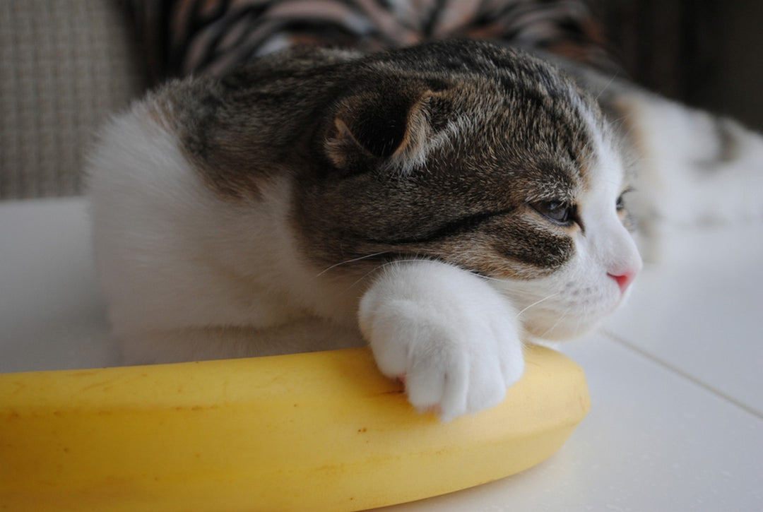 are cats allergic to bananas