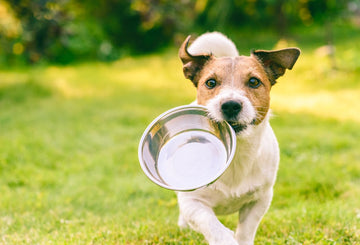 can dogs eat human food all the time