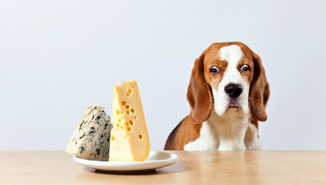 can diabetic dogs eat cheese