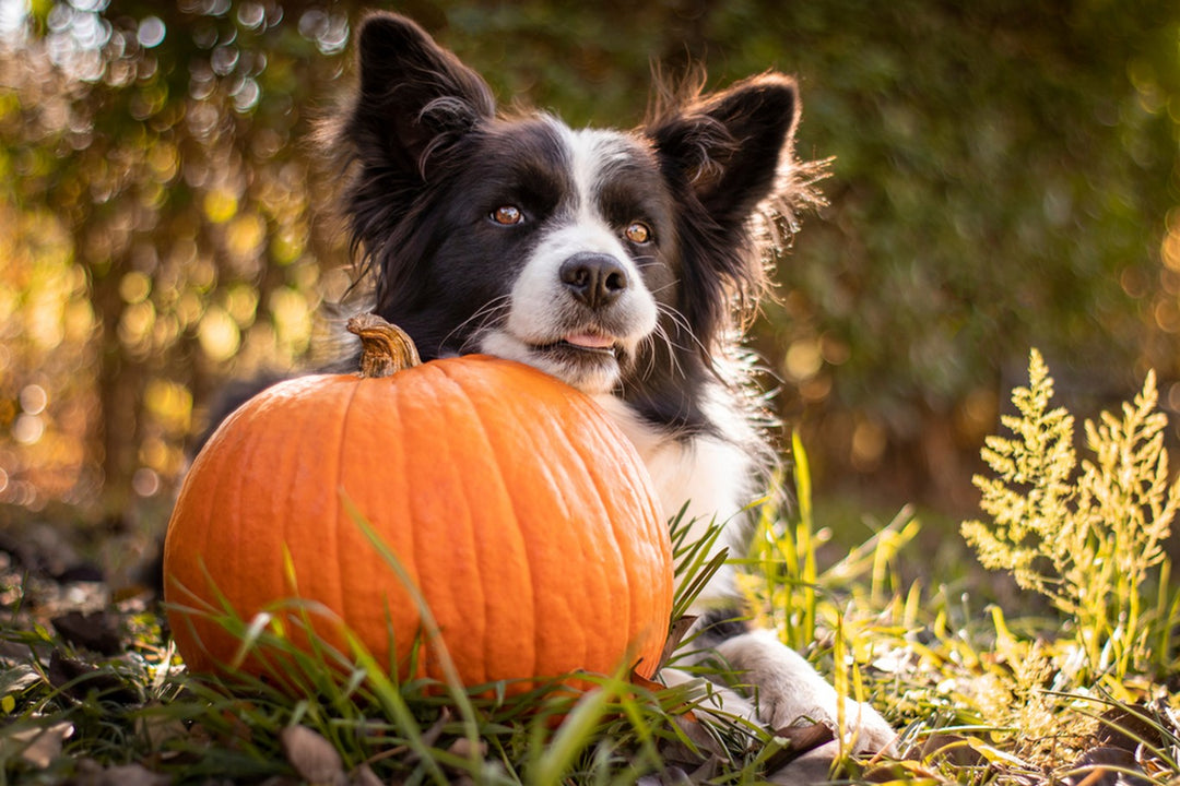 how do you treat constipation in dogs pumpkin